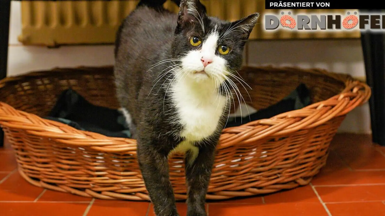 Ruben (Foto: inBayreuth.de)