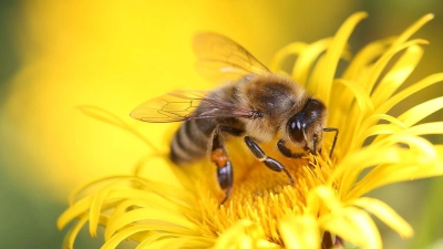 Biene auf einem Löwenzahn. (Symbolbild: pixabay/lupac)