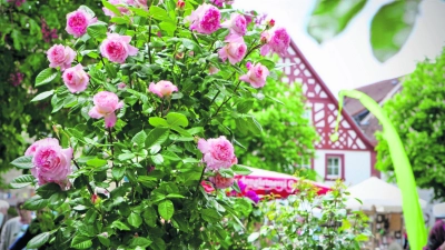 Am 18. / 19. Mai findet die Rosenmesse in Hollfeld statt.  (Foto: red )